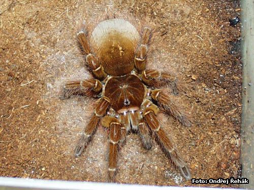 Theraphosa Blondii.jpg