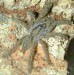 Heteroscodra maculata.jpg